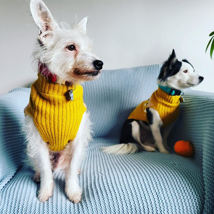 Animal Care Collection 