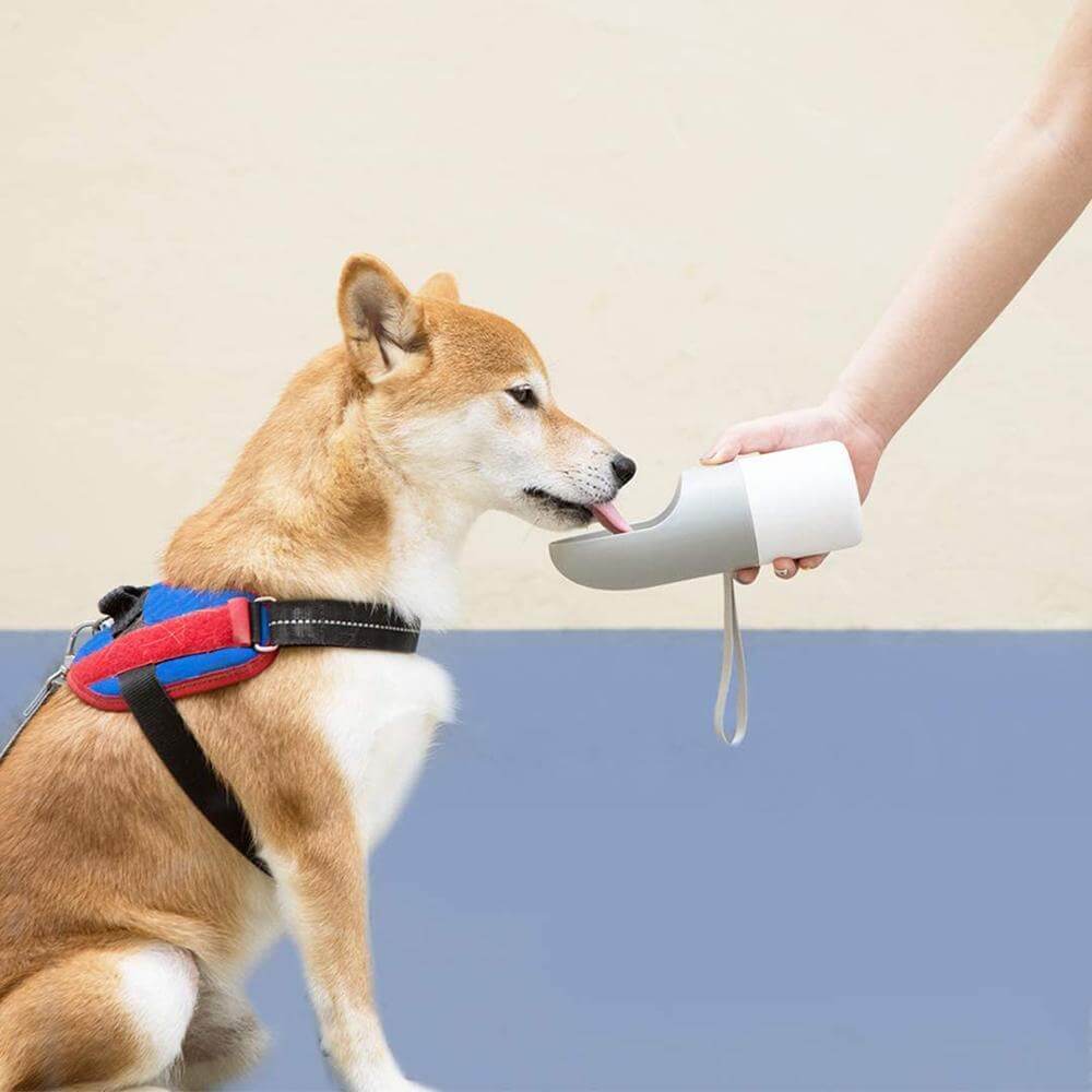 Dog drinking from Instachew Rover Pet Travel Bottle, Dog water bottle, perfect for hydration on-the-go.